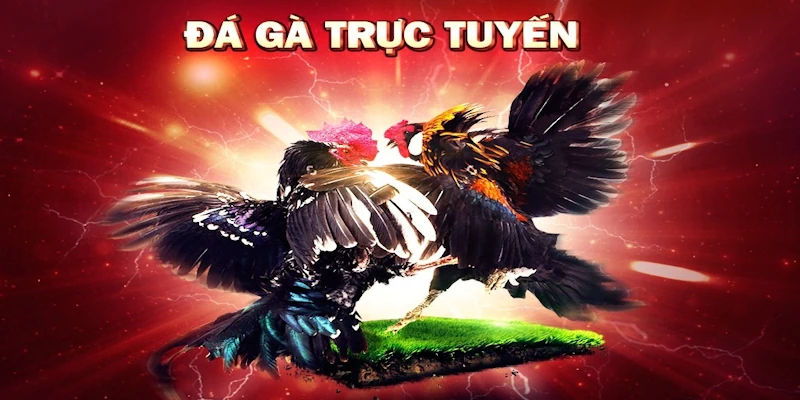 Tiêu điểm về loại hình đá gà trực tuyến uy tín