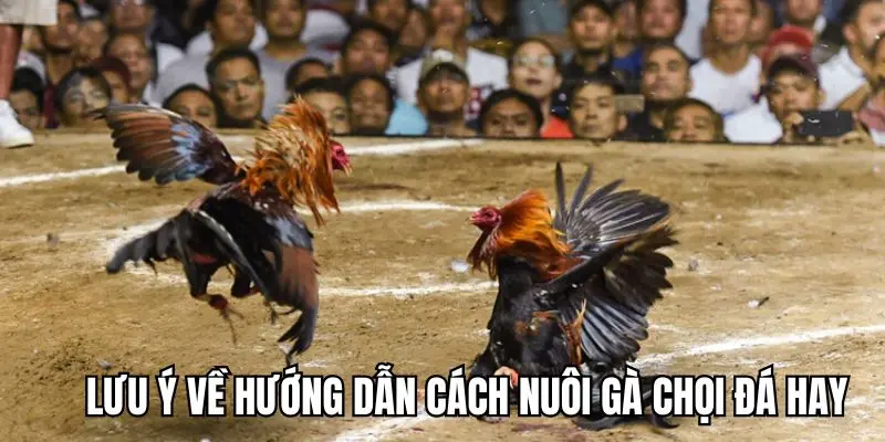 Lưu ý cần nắm khi chọn loại chiến kê tốt
