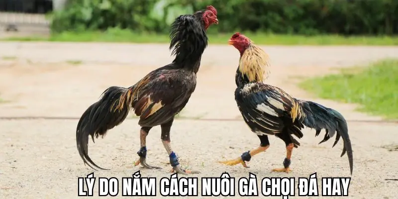 Lý do nên tìm hiểu hướng dẫn cách nuôi gà chọi đá hay
